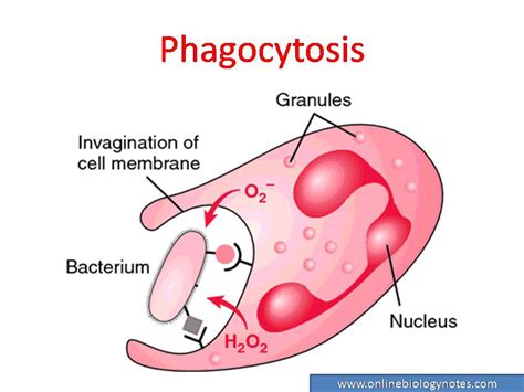 phago medical term.